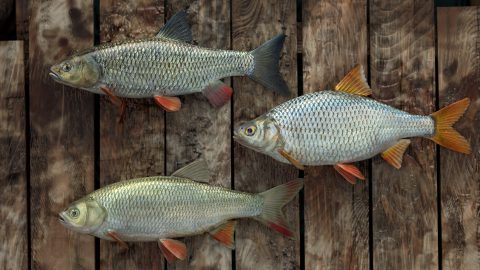 Professional Fishing, screenshot 2